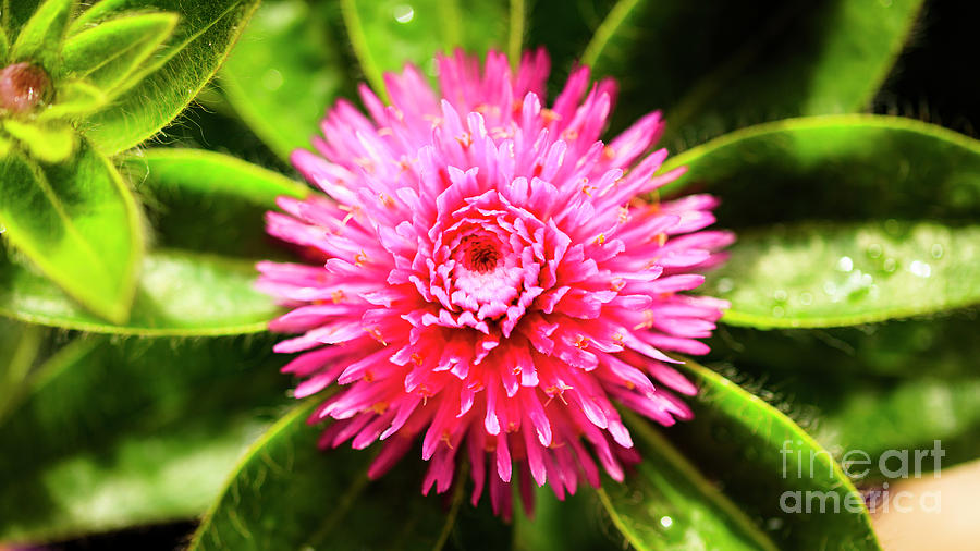Pink Gomphrena Flower #3 Photograph by Raul Rodriguez
