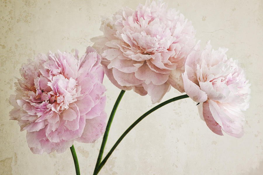 Still Life Photograph - 3 Pink Peonies On Light Brown by Tom Quartermaine