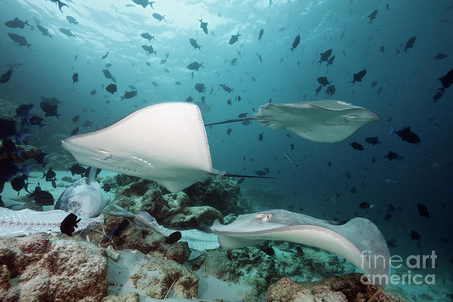 Whipray Photograph - Pink Whipray by Reinhard Dirscherl/science Photo Library Whipray Photograph - Pink Whipray by Reinhard Dirscherl/science Photo Library