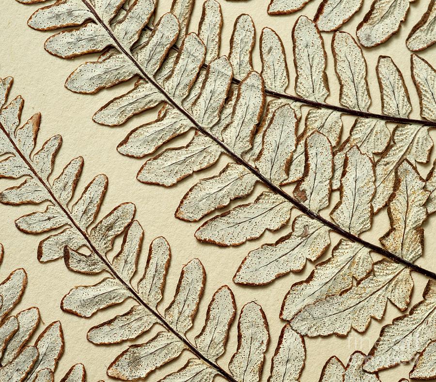 Nature Photograph - Pityrogramma Calomelanos Fern Specimen #3 by Natural History Museum, London/science Photo Library