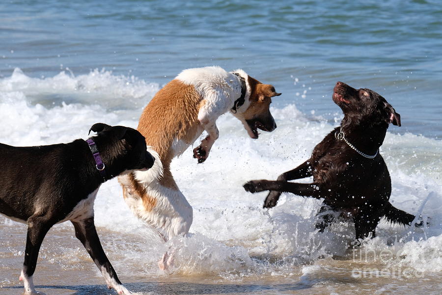 3 Playful Dogs H2 Photograph by Ofer Zilberstein