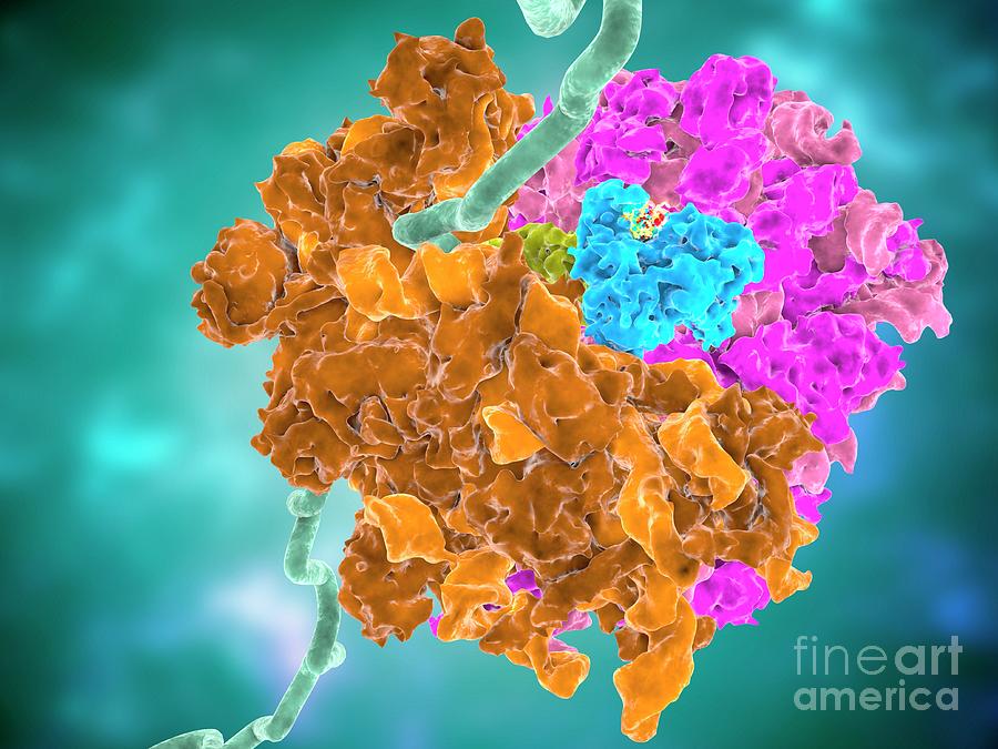 Plitidepsin Complexed With Ribosome Photograph by Ramon Andrade ...