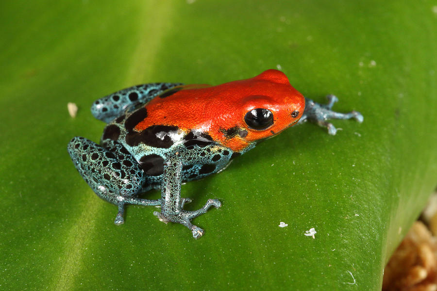 Red-backed Poison Dart Frog, Online Learning Center