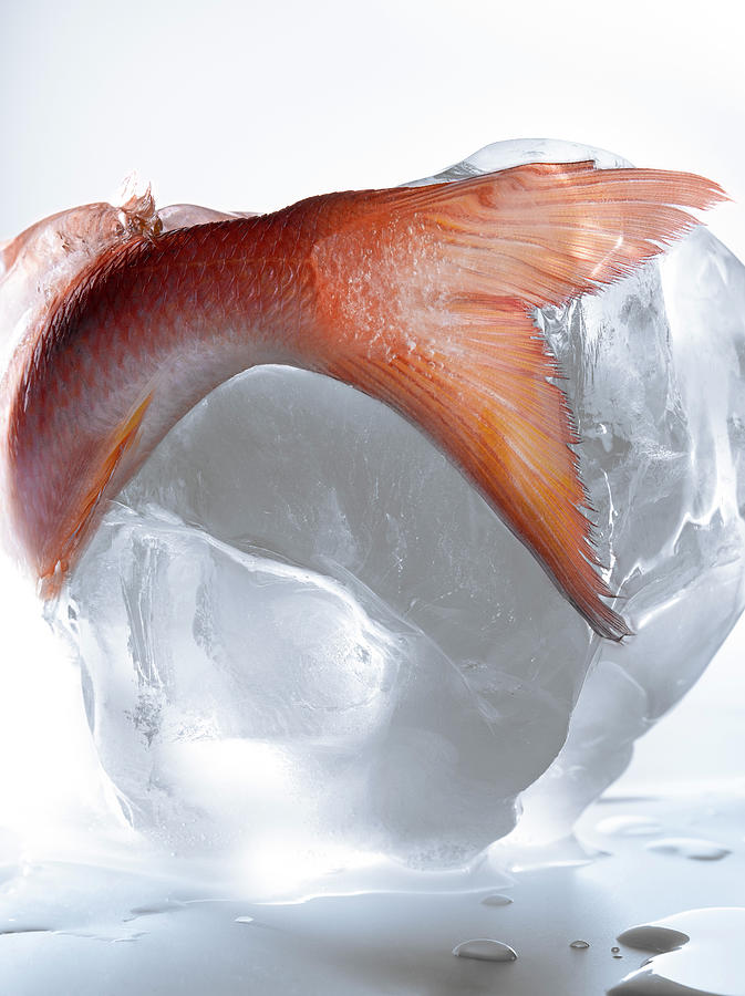 Ice Cream Photograph - Poisson Dans La Glace Fish In Ice #3 by Studio - Photocuisine