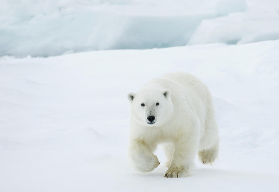 Polar Bear #3 Photograph by Dagsjo