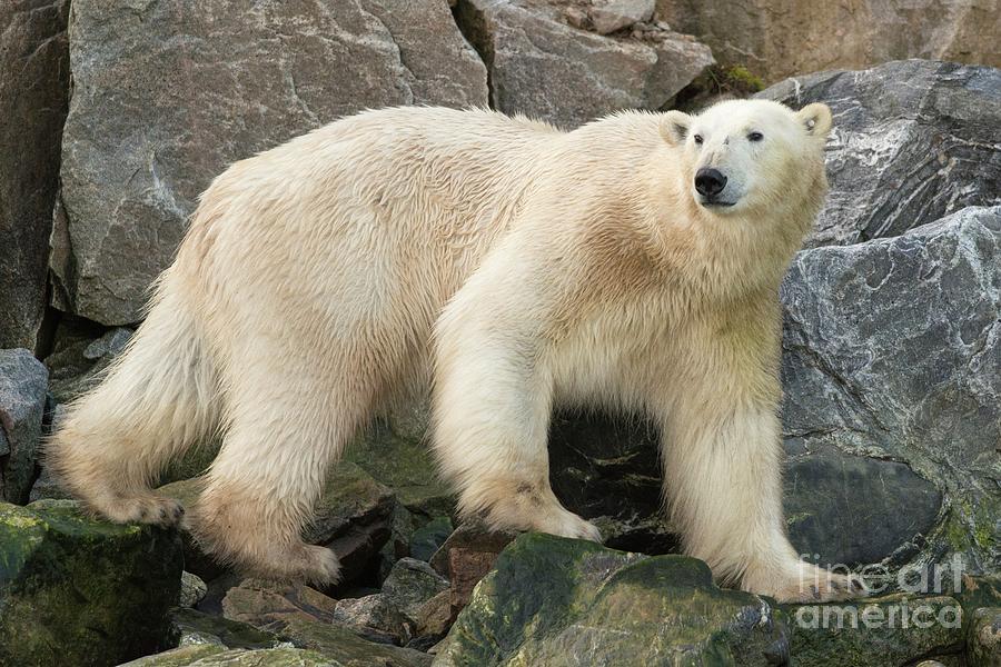 Polar Bear Foraging #3 Photograph by Andy Davies/science Photo Library