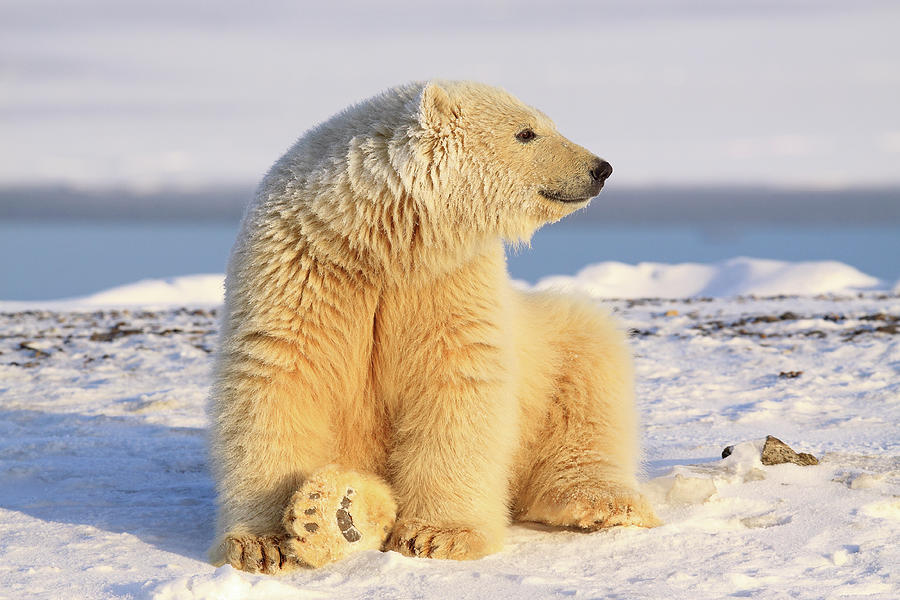 Polar Bear #3 Photograph by P. De Graaf