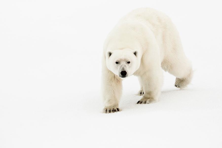Polar Bear, Svalbard Islands, Norway #3 Digital Art by Marco Gaiotti
