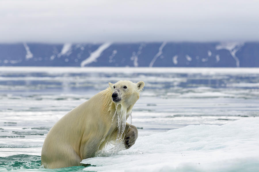 Polar Bear, Svalbard, Norway #3 Photograph by Paul Souders