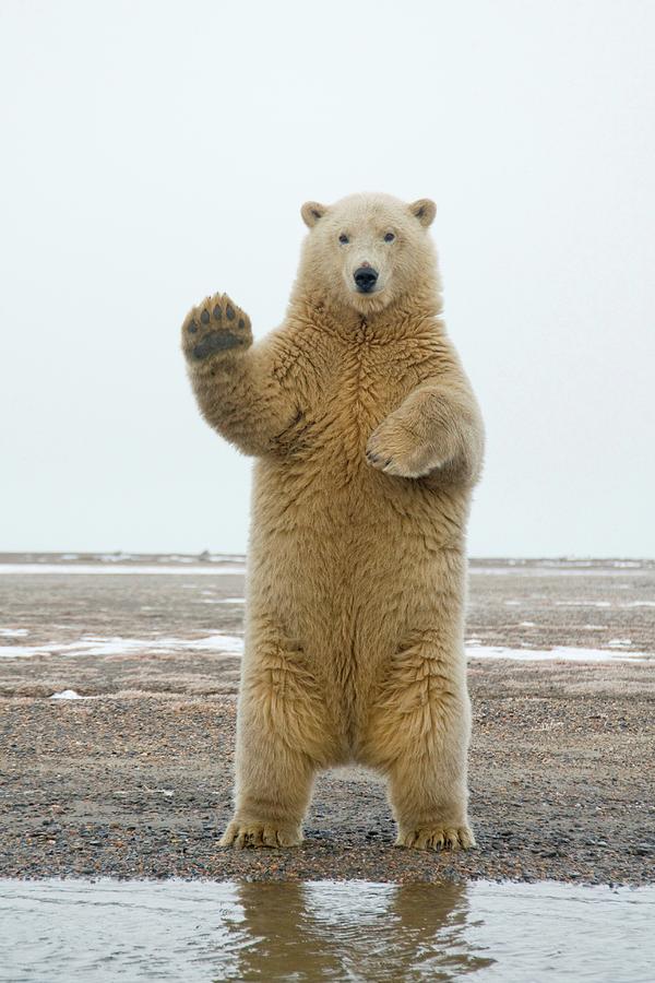 Polar Bear, Ursus Maritimus, Young Bear Photograph by Steven Kazlowski ...