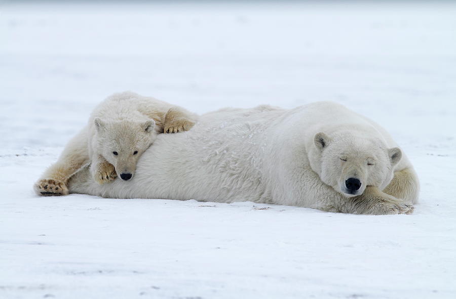 Polar Bear, Wildlife Refuge, Alaska #3 Digital Art by Bernd Rommelt