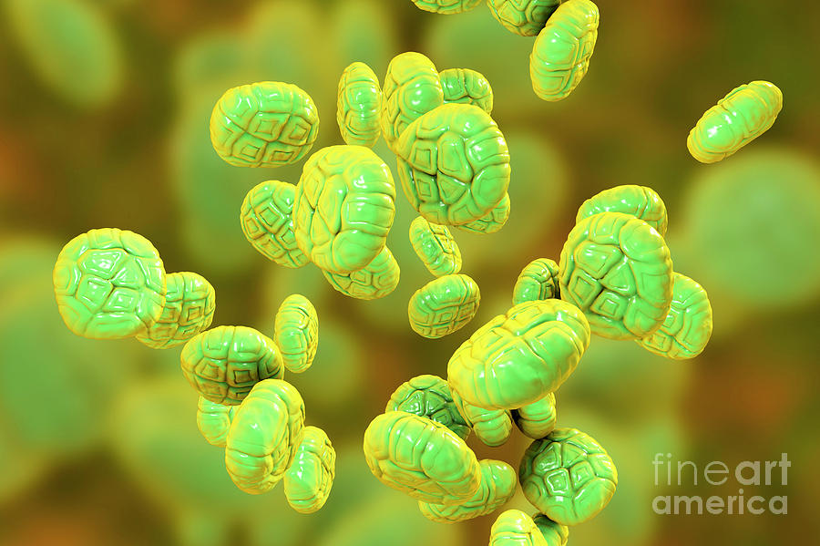 Pollen Grains Of Mimosa Flower Photograph by Kateryna Kon/science Photo ...