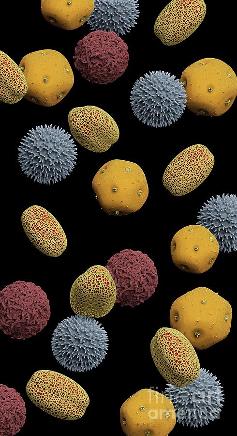Summer Photograph - Pollen Grains #3 by Tim Vernon / Science Photo Library