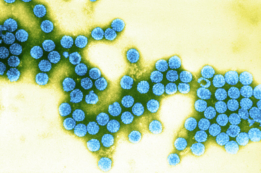 Polyoma Virus Sv40 Tem #3 Photograph by Science Source