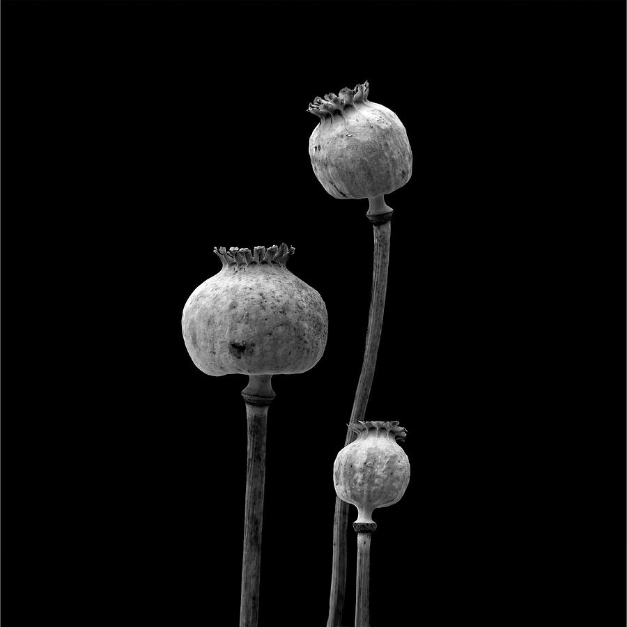 Still Life Photograph - 3 Poppy Heads Bw by Tom Quartermaine