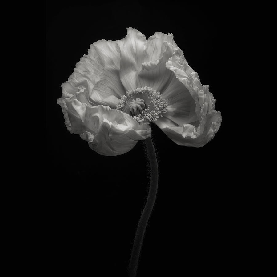 Poppy Photograph - Poppy #3 by Lotte Grnkjr
