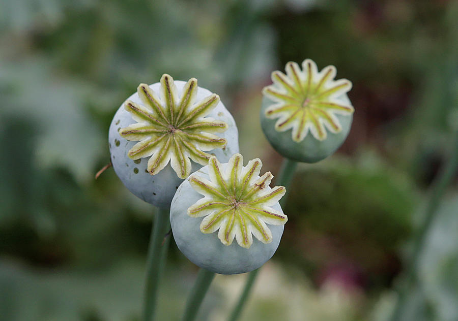 Poppy Plants Are Seen in a Field Photograph by Henry Romero - Fine Art ...