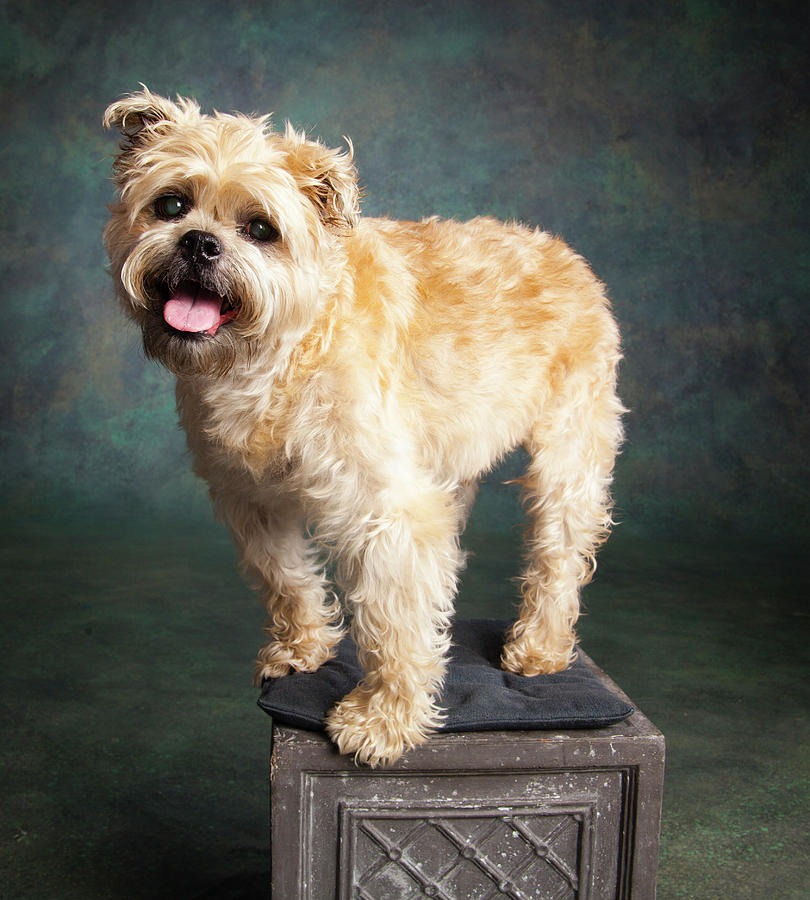 Portrait Of A Brussels Griffon Dog #3 Photograph by Panoramic Images