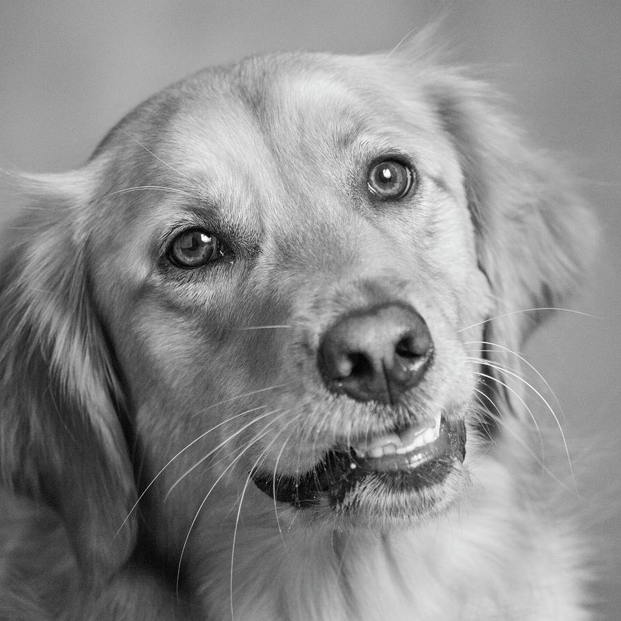 Black And White Photograph - Portrait Of A Golden Retriever Dog #3 by Panoramic Images