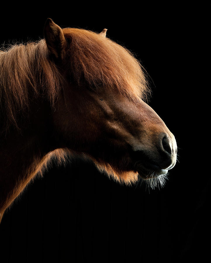 Portrait Of Horse #3 Photograph by Arctic-images