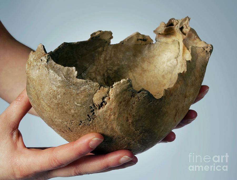 Prehistoric Human Skull #3 Photograph by Natural History Museum, London/science Photo Library