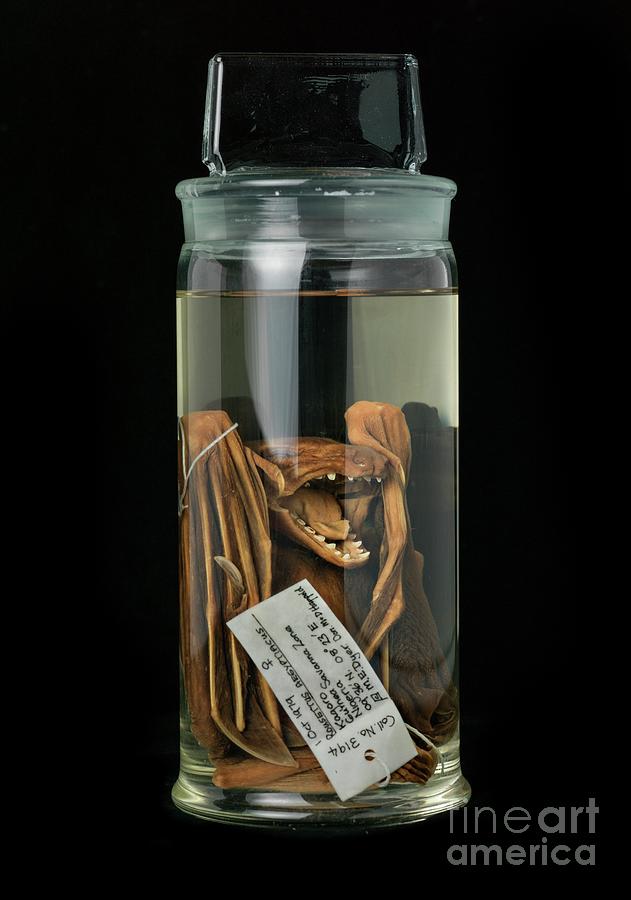 Preserved Egyptian Fruit Bat #3 Photograph by Natural History Museum, London/science Photo Library
