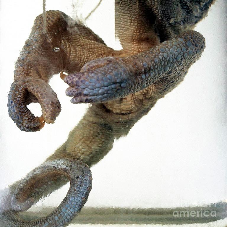 Preserved Jacksons Chameleon #3 Photograph by Natural History Museum, London/science Photo Library
