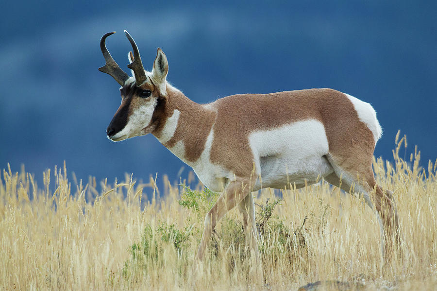 Pronghorn Antelope Buck Photograph By Ken Archer Pixels