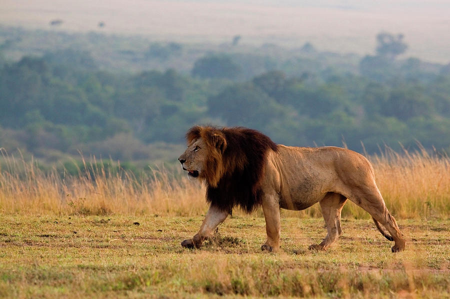 Prowling Lion #3 Photograph by Wldavies