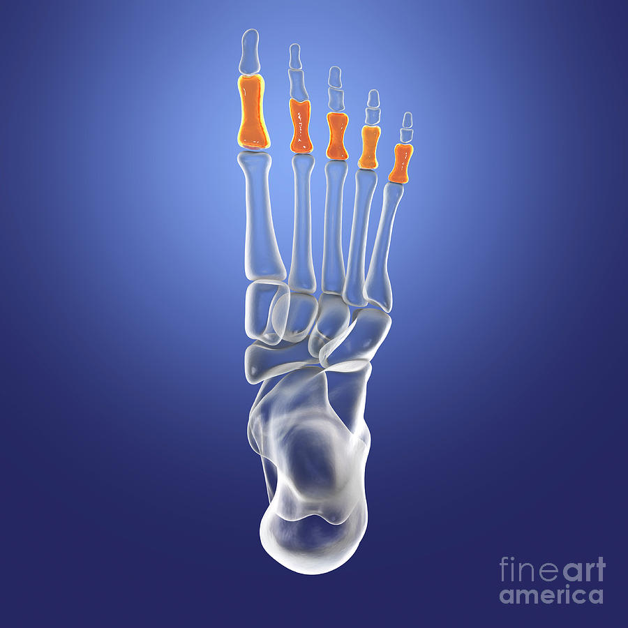 Proximal Phalange Bones Of The Foot Photograph By Kateryna Kon Science Photo Library Fine Art