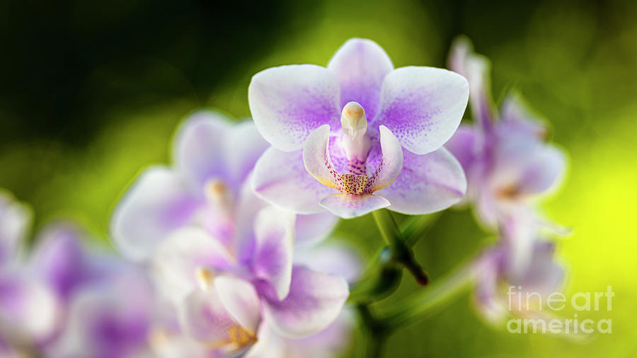 Purple Orchid Flowers #3 Photograph by Raul Rodriguez