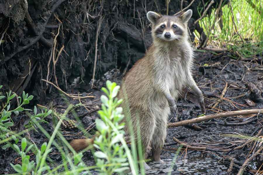 Raccoon Causing Mischief At A Campsite #3 Photograph by Alex Grichenko