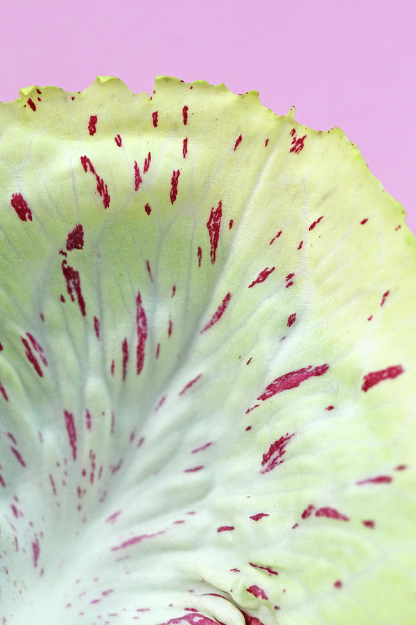 Radicchio Of The variegata Di Castelfranco Variety close-up #3 Photograph by Emily Brooke Sandor