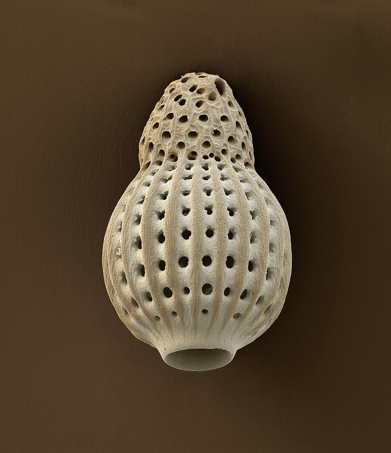 Radiolarian Dictiocephalus Amphora, Sem #3 Photograph by Oliver Meckes EYE OF SCIENCE