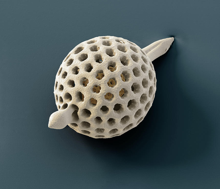 Radiolarian Xiphostylus Sp., Sem #3 Photograph by Oliver Meckes EYE OF SCIENCE