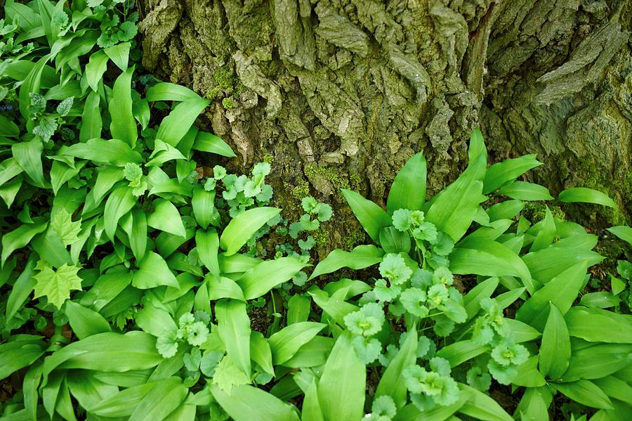 Ramsons wild Garlic In A Wood #3 Photograph by Oliver Brachat