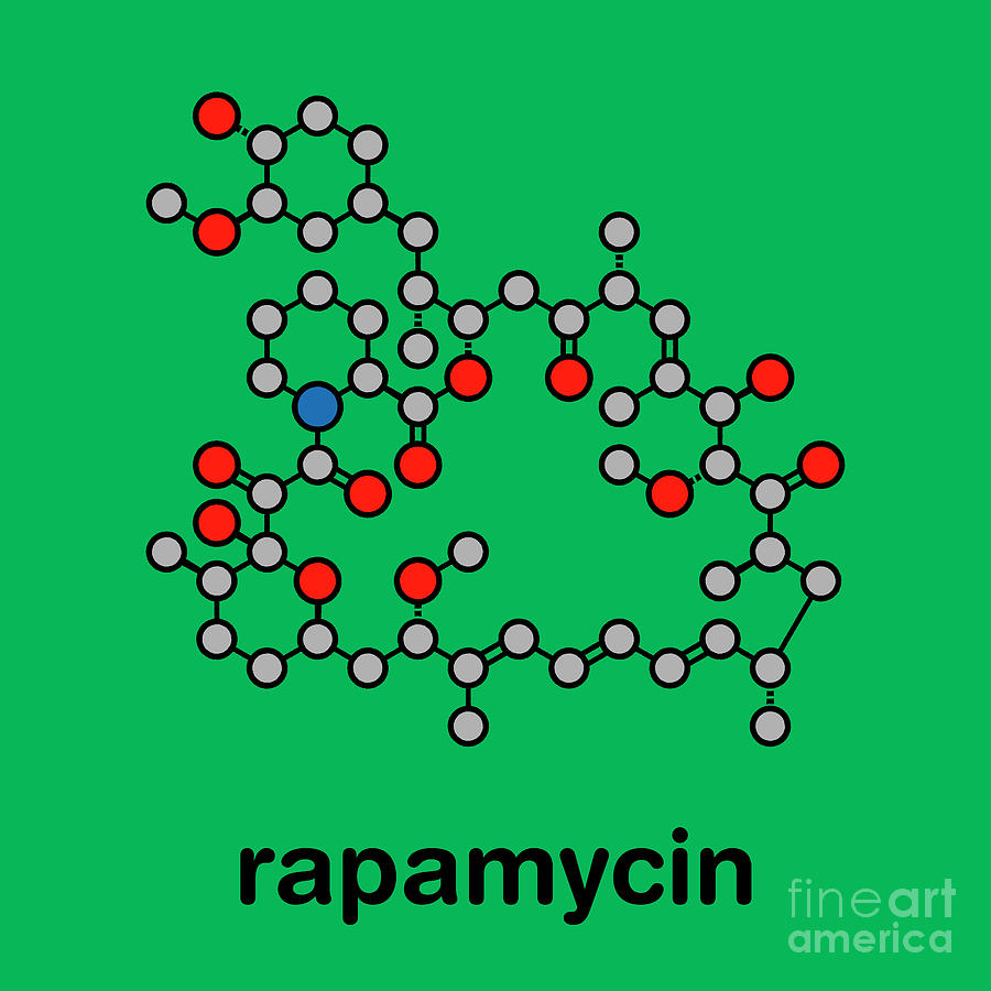 Rapamycin Immunosuppressive Drug Photograph by Molekuul/science Photo ...