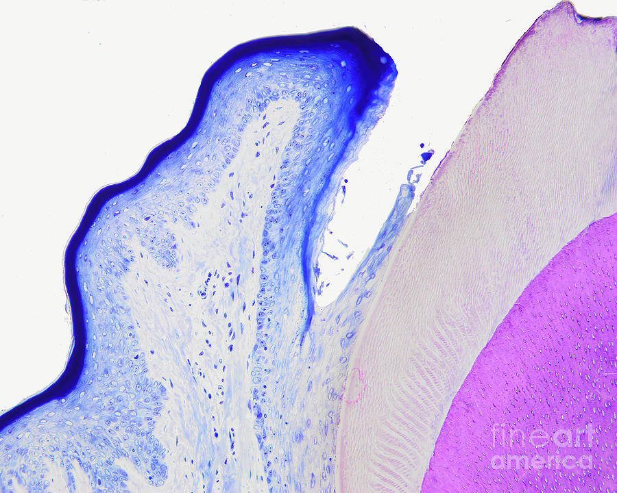 Rat Junctional Epithelium #3 Photograph by Peter Schupbach/science Photo Library