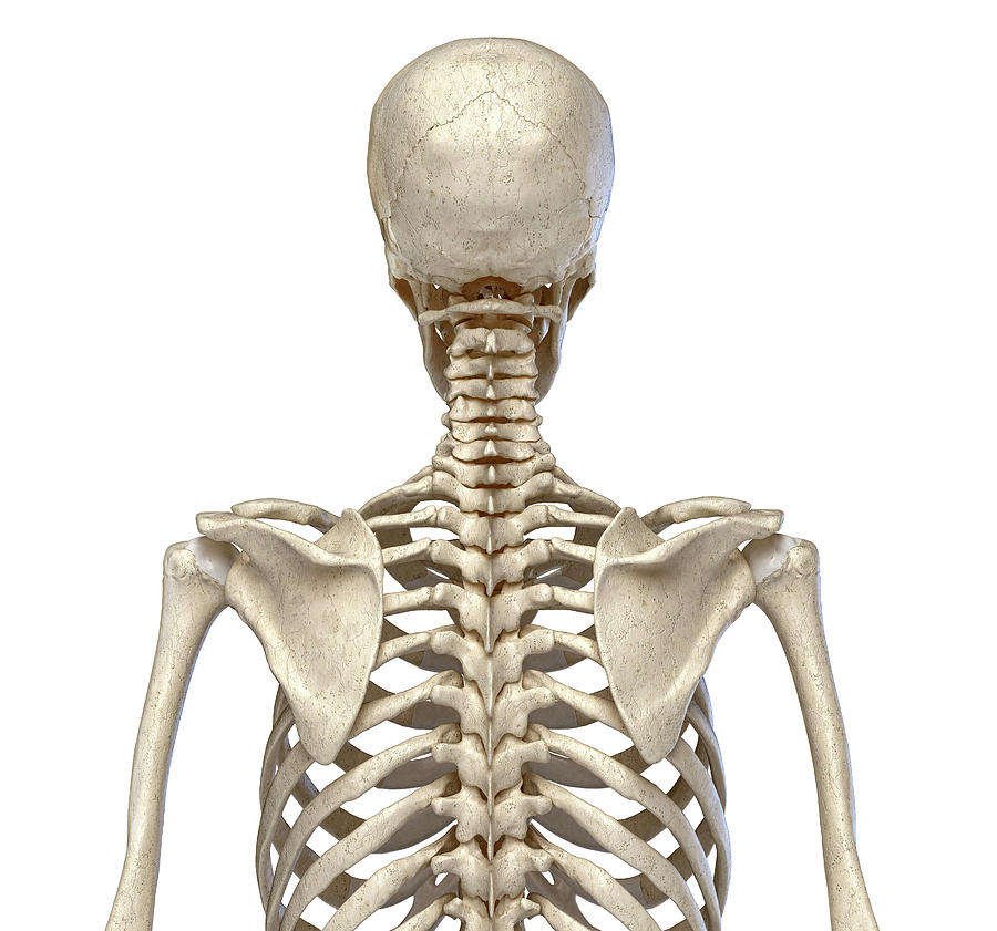 Rear View Of The Human Torso Skeletal #3 Photograph by Pixelchaos