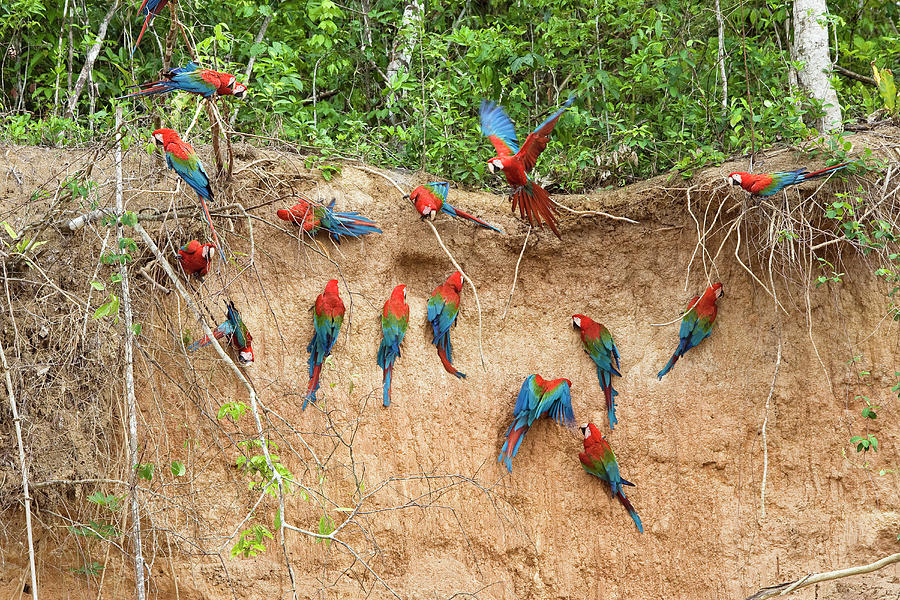 Red-and-green Macaws At Saltlick, Ara Chloroptera, Tambopata National ...