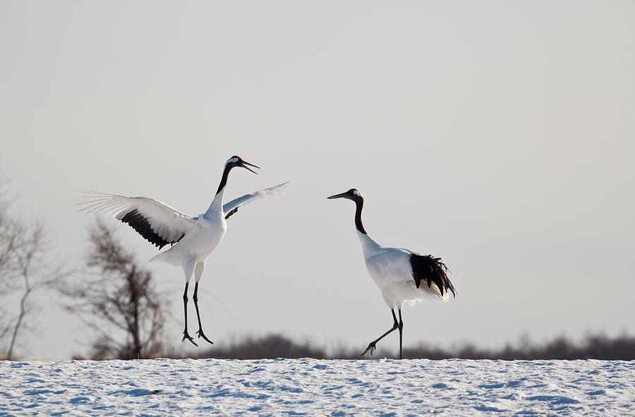 Red Crowned Cranes In Snow Hokkaido #3 Photograph by Peter Adams