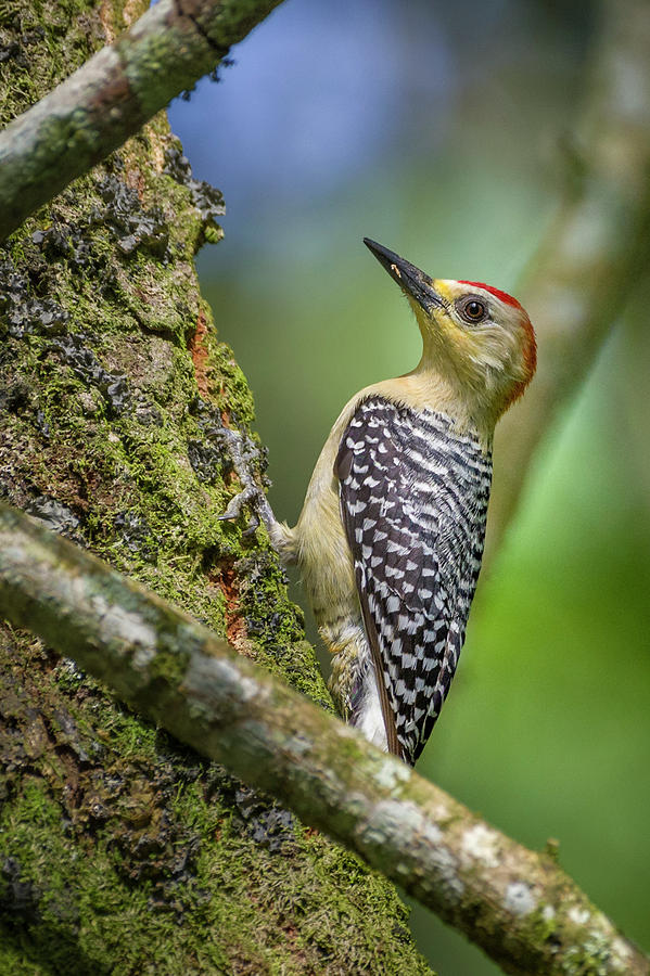 Red-Crowned Woodpecker San Jorge Ibague Colombia #3 Photograph by Adam Rainoff