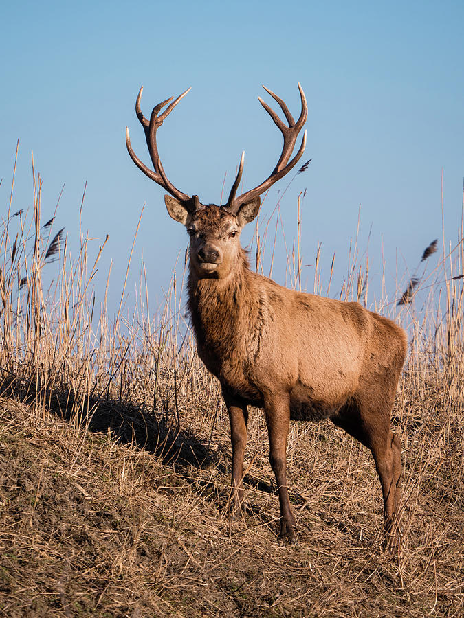 Red deer stag stares at the camera #3 Photograph by Tosca Weijers