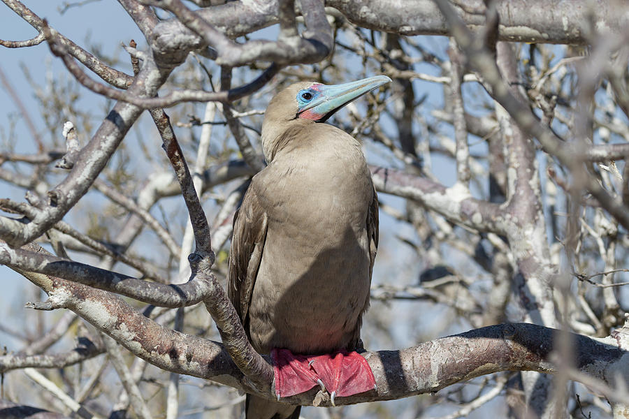 Red-footed Booby #3 Photograph by Glenn Lahde - Fine Art America