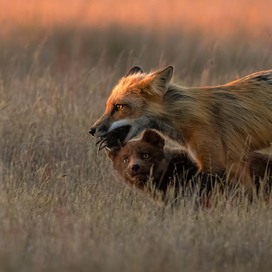 Animal Photograph - Red Fox #3 by Johnson Huang