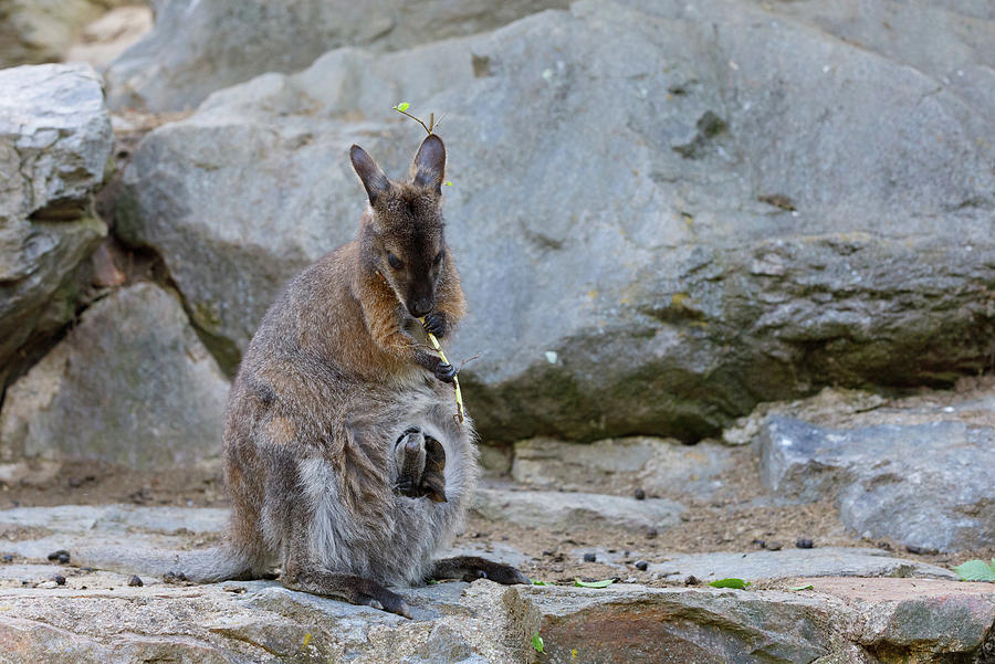 Red-necked Wallaby Macropus Rufogriseus Photograph By Artush Foto ...