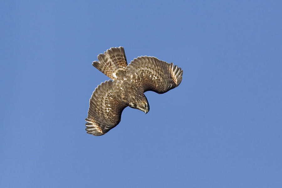 Red-shouldered Hawk #3 Photograph by James Zipp