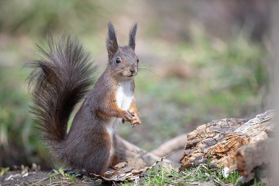 Red Squirrel - Sciurus vulgaris #3 Photograph by Jivko Nakev