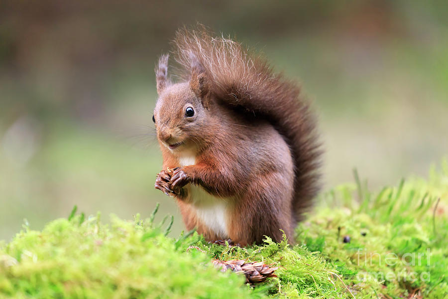 Red squirrel Sciurus vulgaris #3 Photograph by Louise Heusinkveld