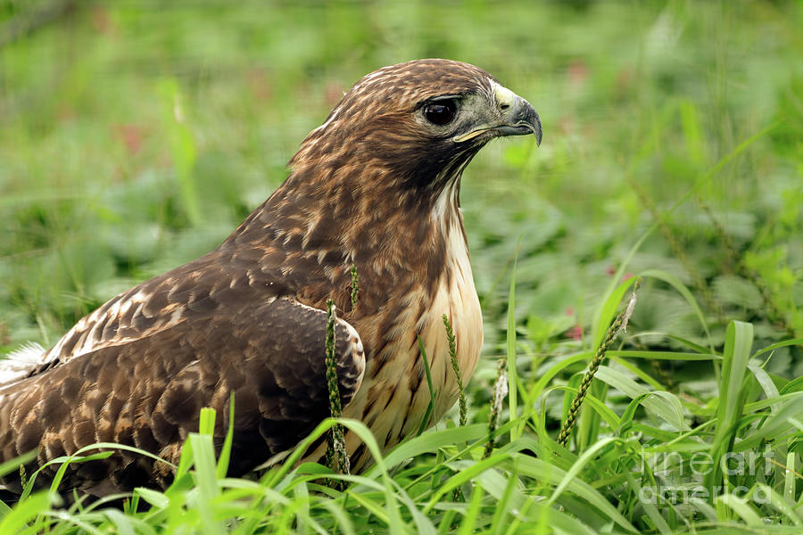 Red tailed hawk #3 Photograph by Sam Rino
